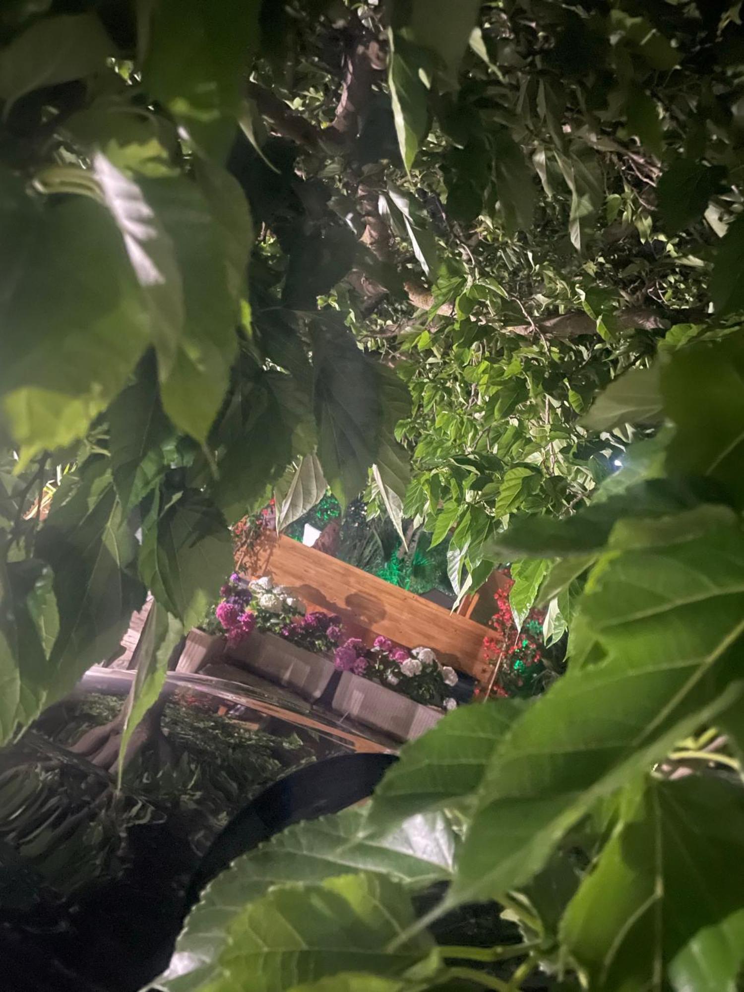Villa Romina Selva Di Fasano Esterno foto